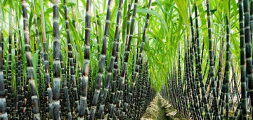 prive sugar cane field